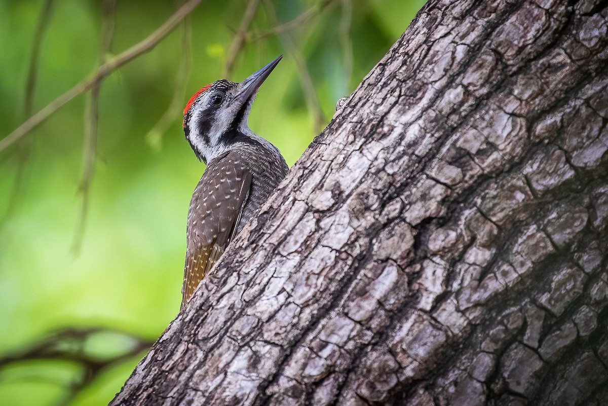 Bearded Woodpecker - ML513853071