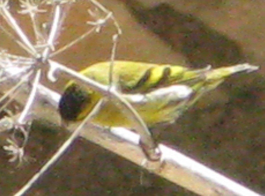 Eurasian Siskin - Stuart Nicholson