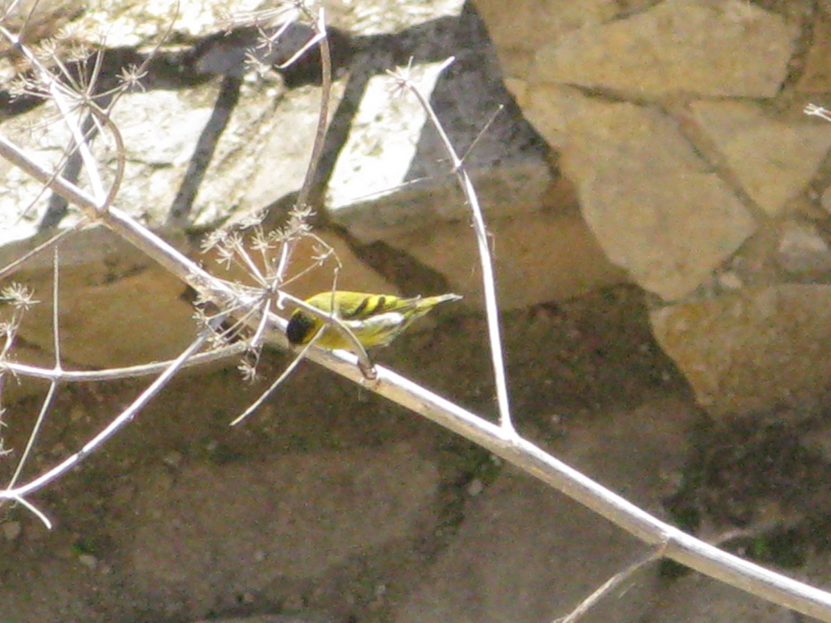 Eurasian Siskin - ML513853371