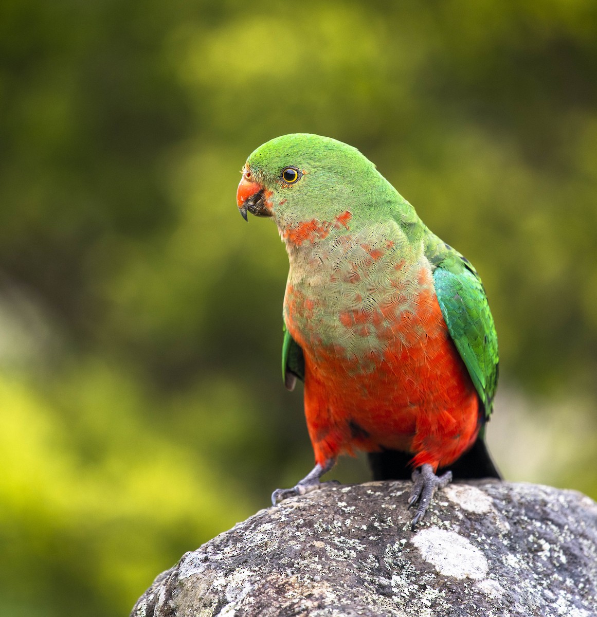 Australian King-Parrot - William Richards