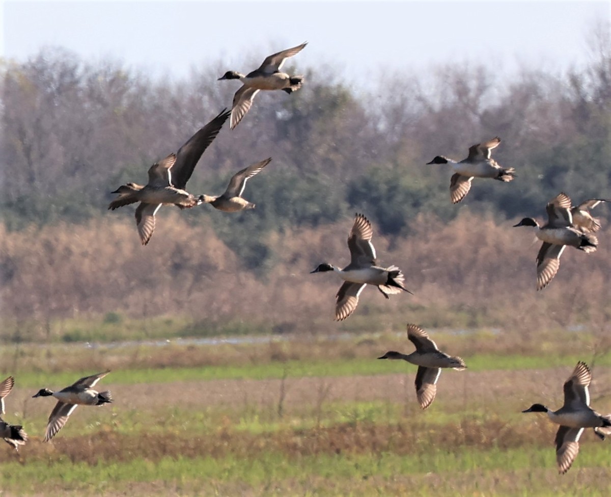 Northern Pintail - ML513856321