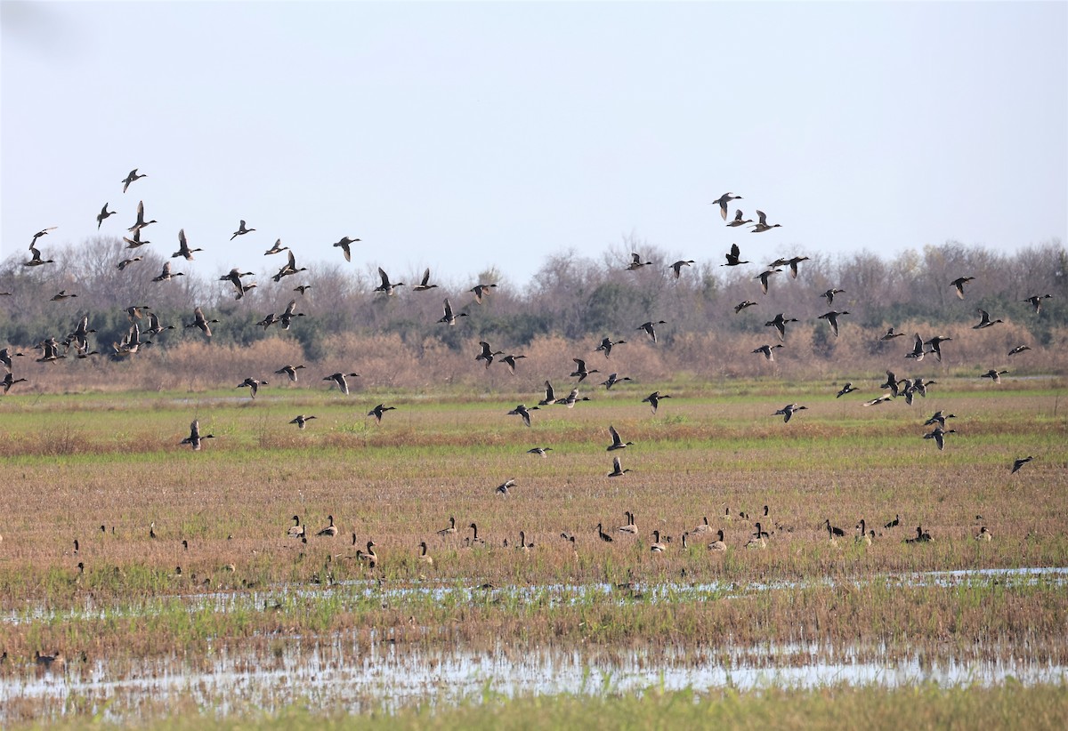 Northern Pintail - Dennis Cooke
