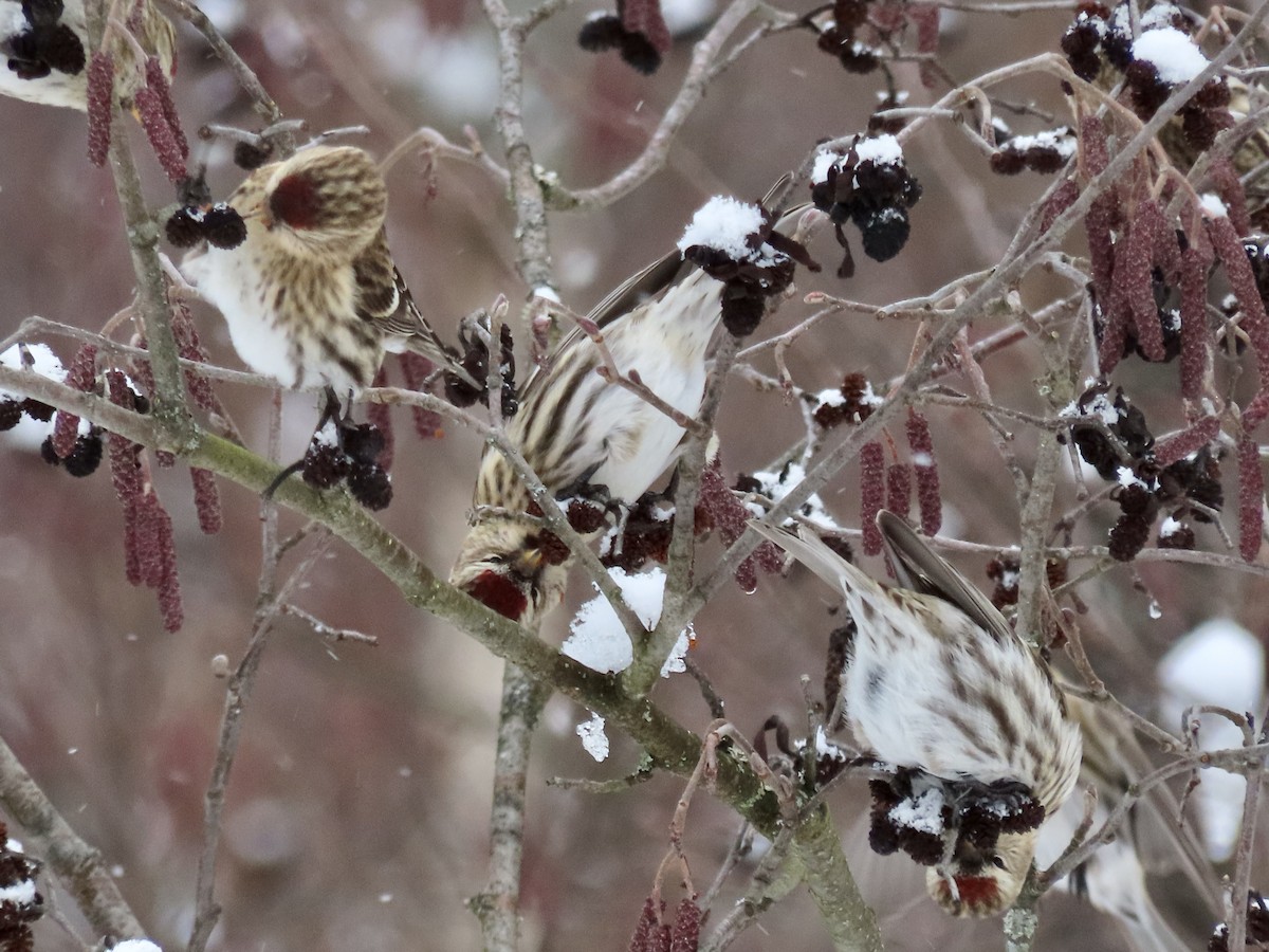 Common Redpoll - David and Regan Goodyear