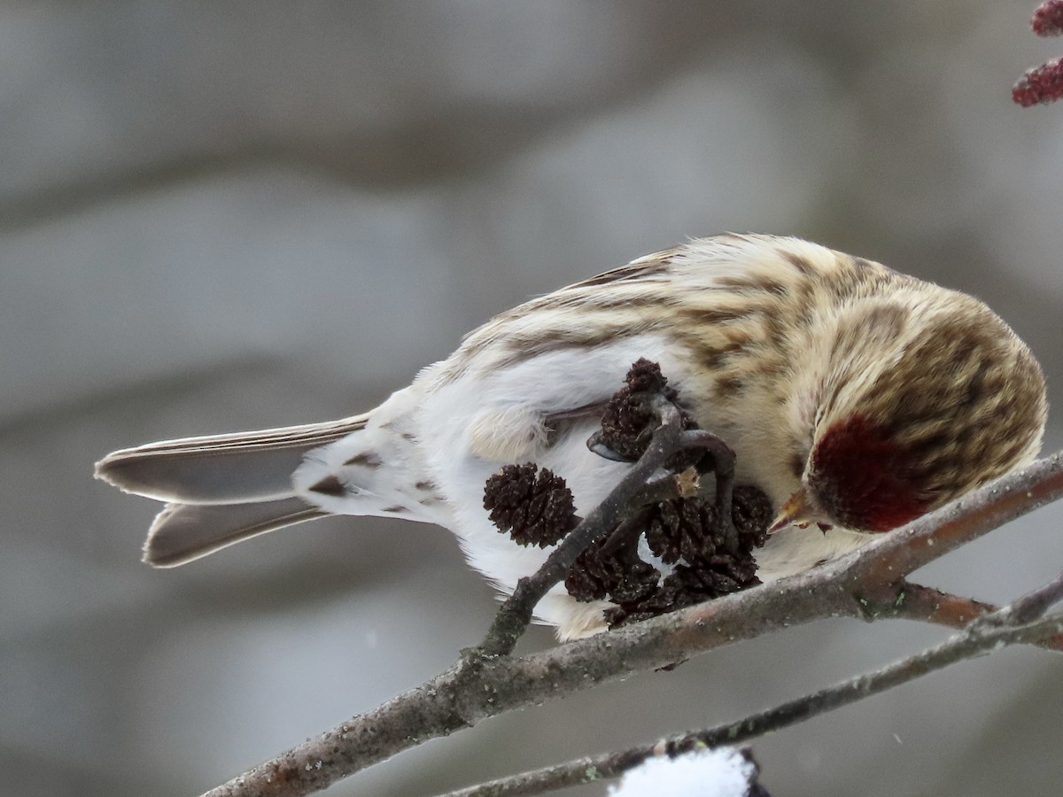 Common Redpoll - ML513856401