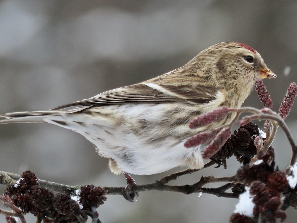 Common Redpoll - ML513856661