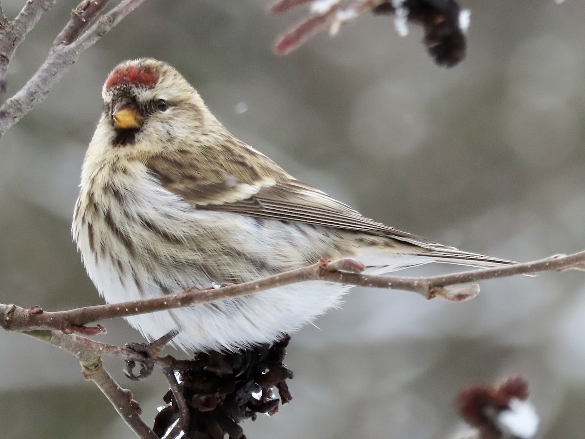 Common Redpoll - David and Regan Goodyear