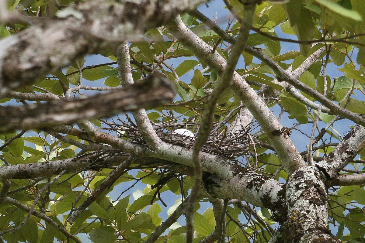 Pale-vented Pigeon - ML513856741