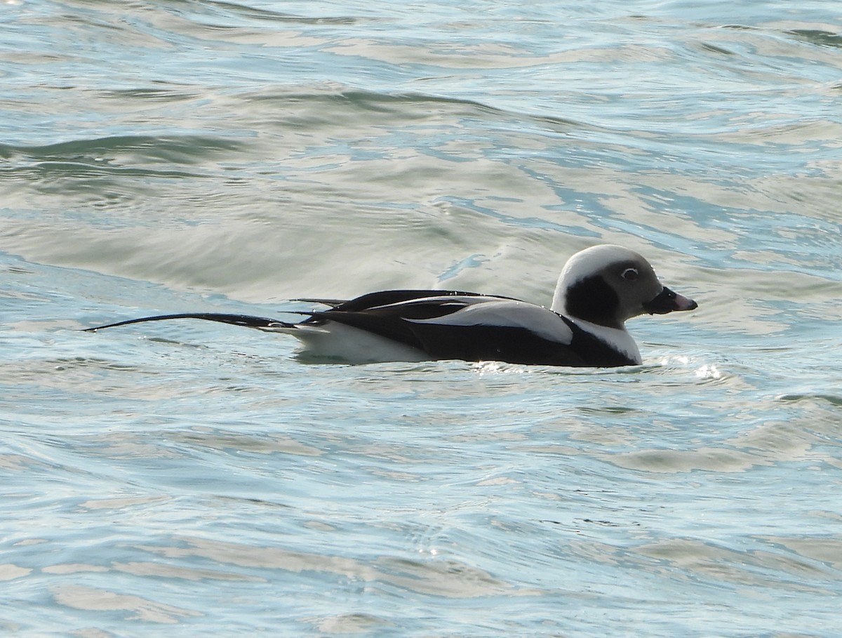 Long-tailed Duck - ML513857361