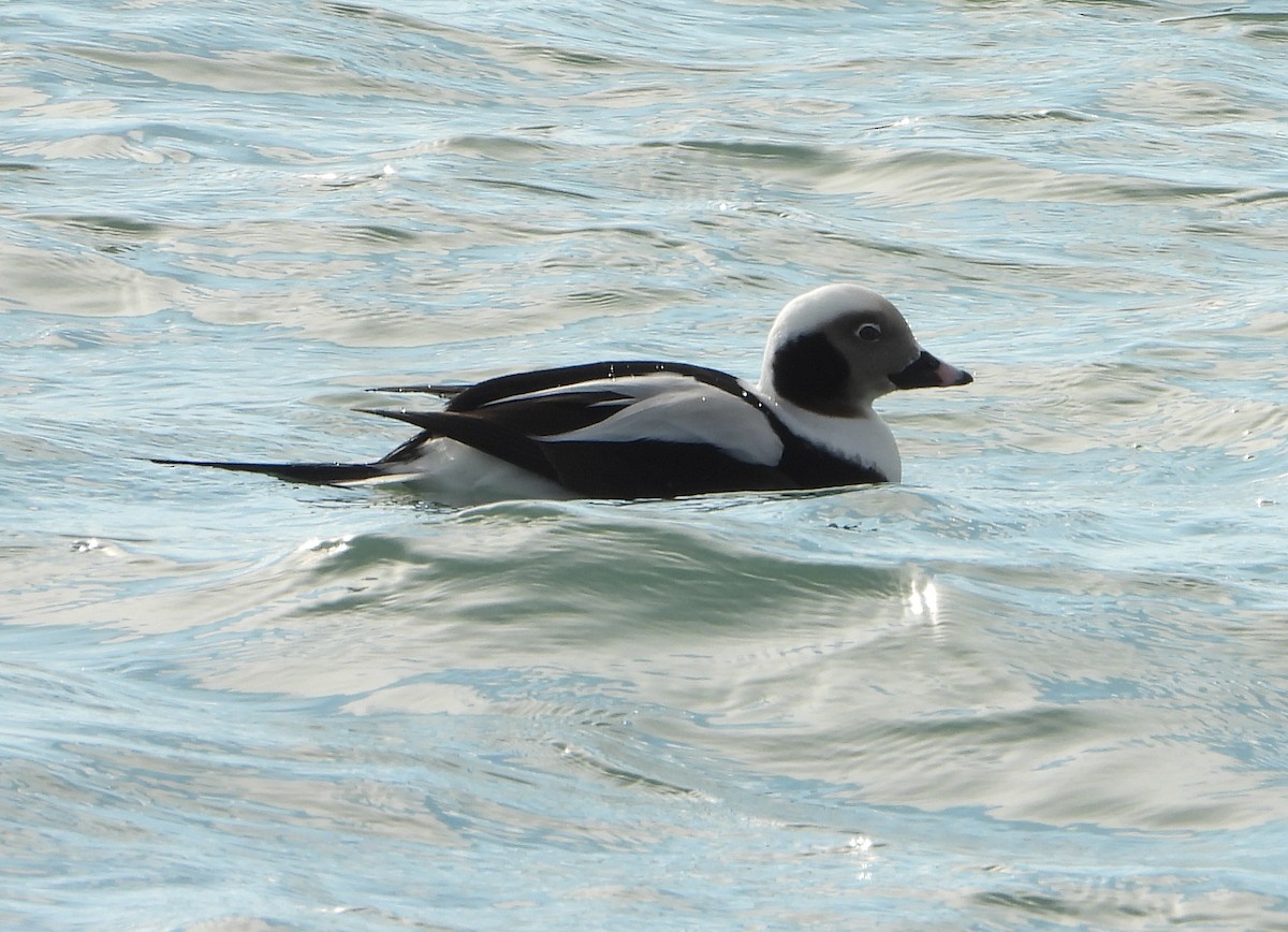 Long-tailed Duck - ML513857371