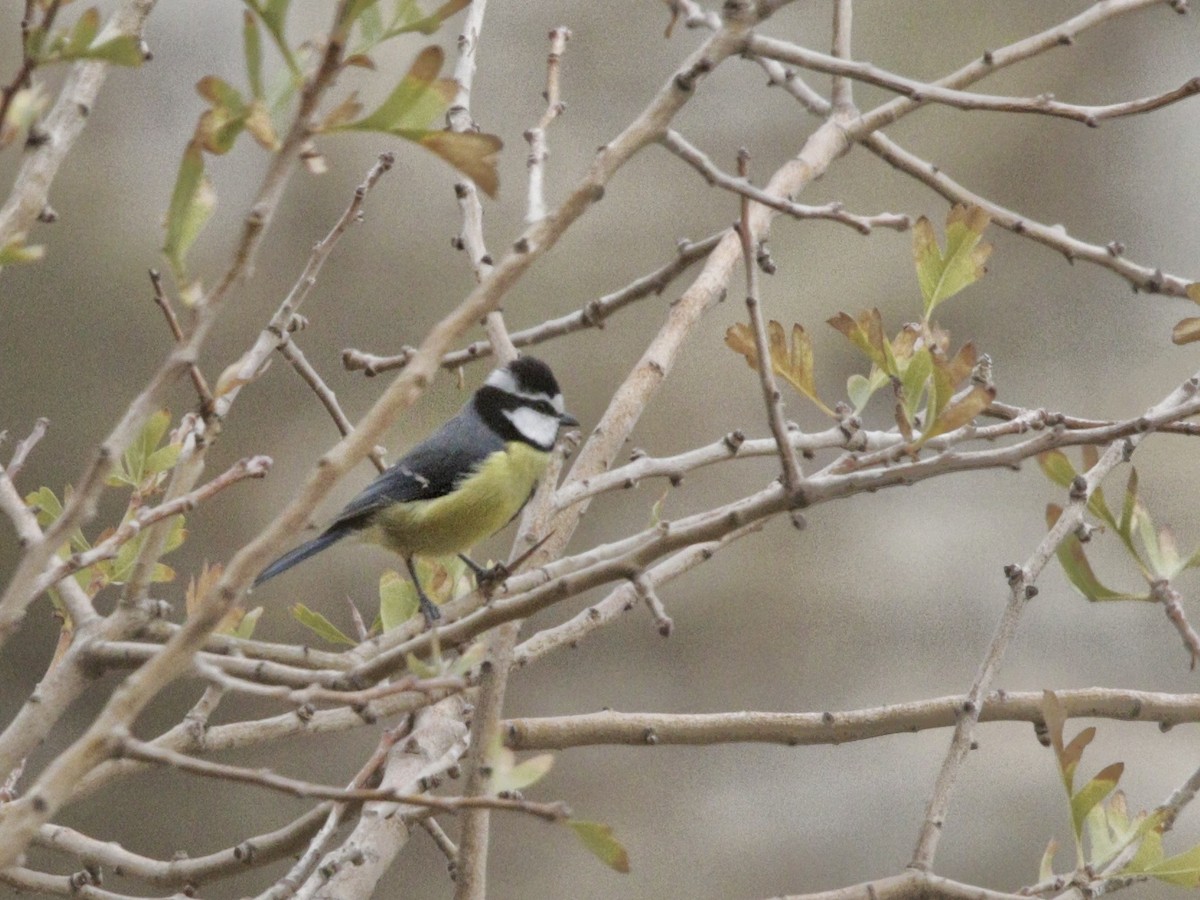 African Blue Tit - ML513857541