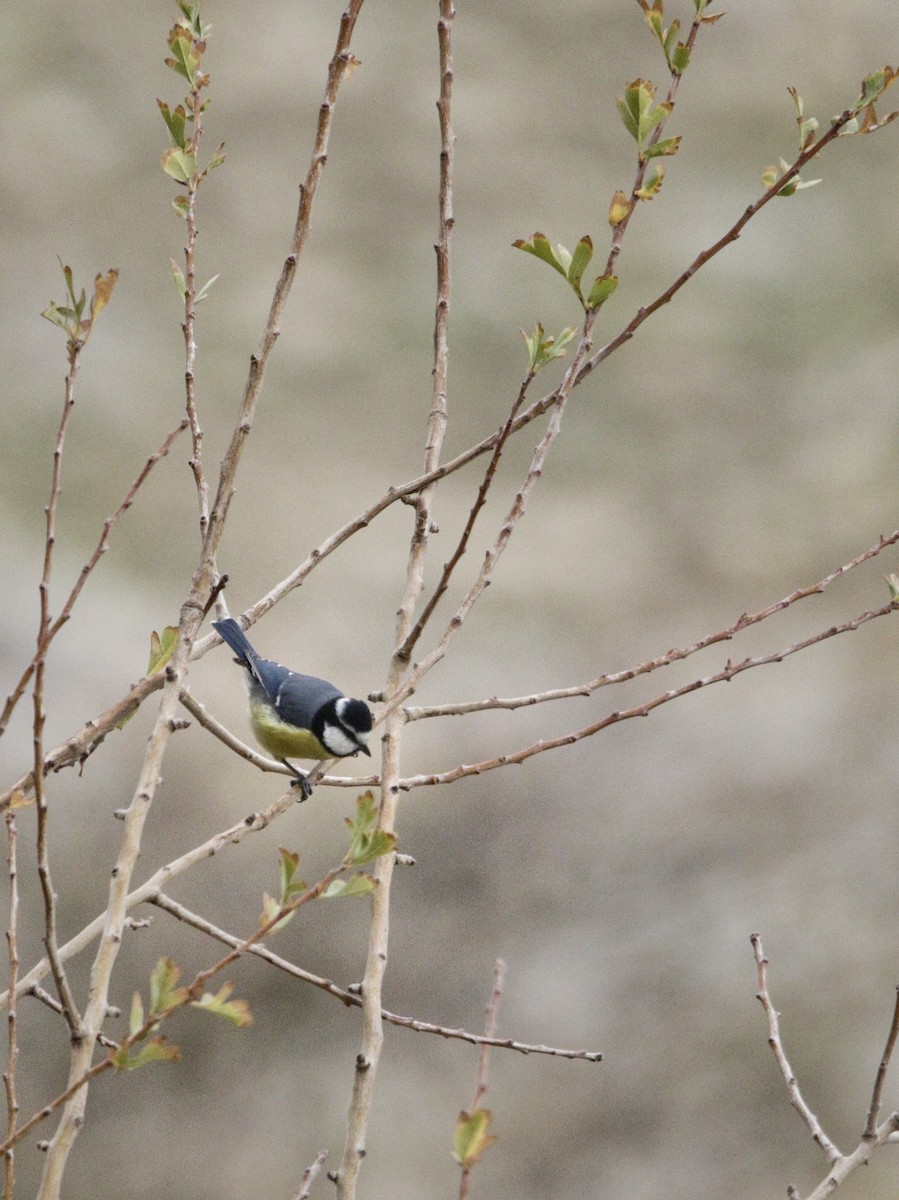 African Blue Tit - ML513857551