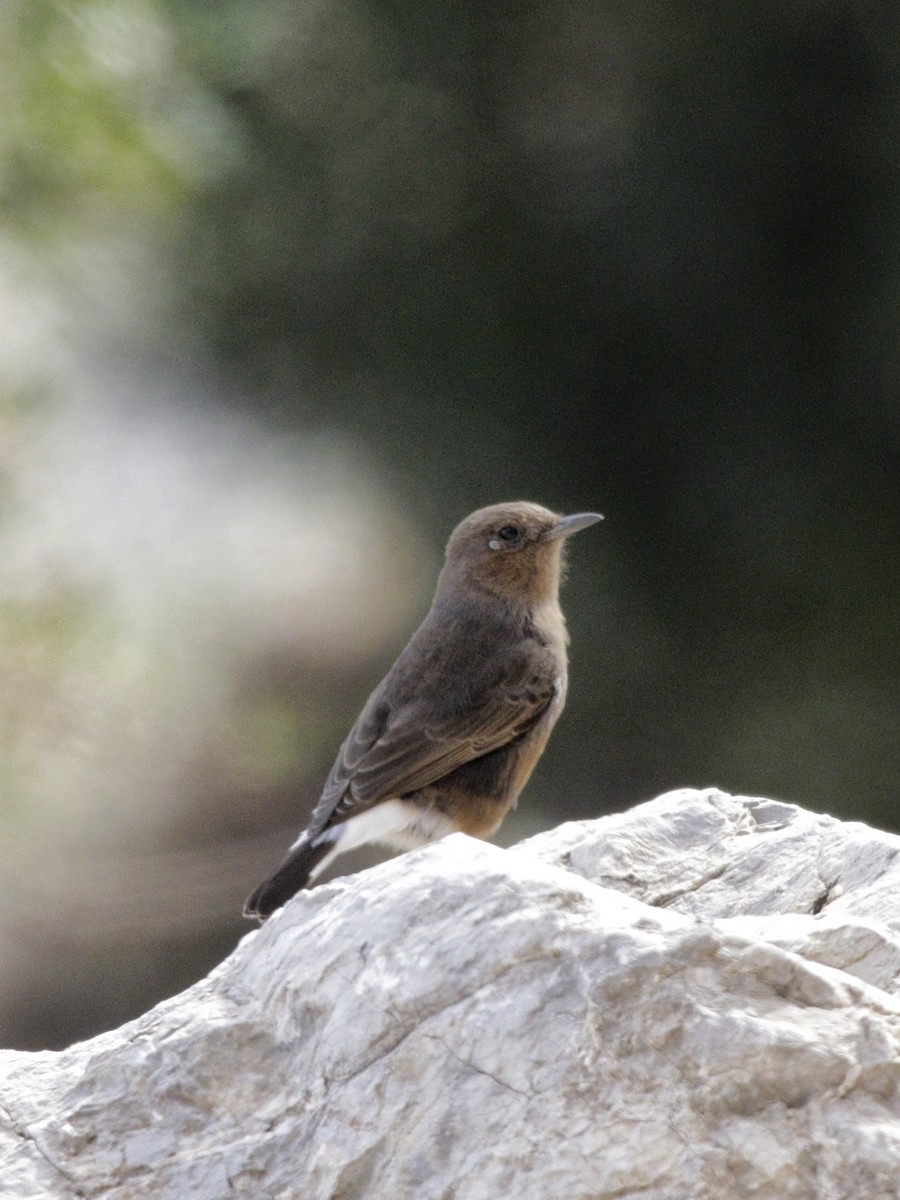 Black Wheatear - ML513858151