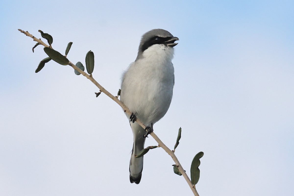 Loggerhead Shrike - ML513858641