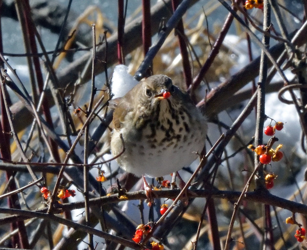 Hermit Thrush - ML513859921