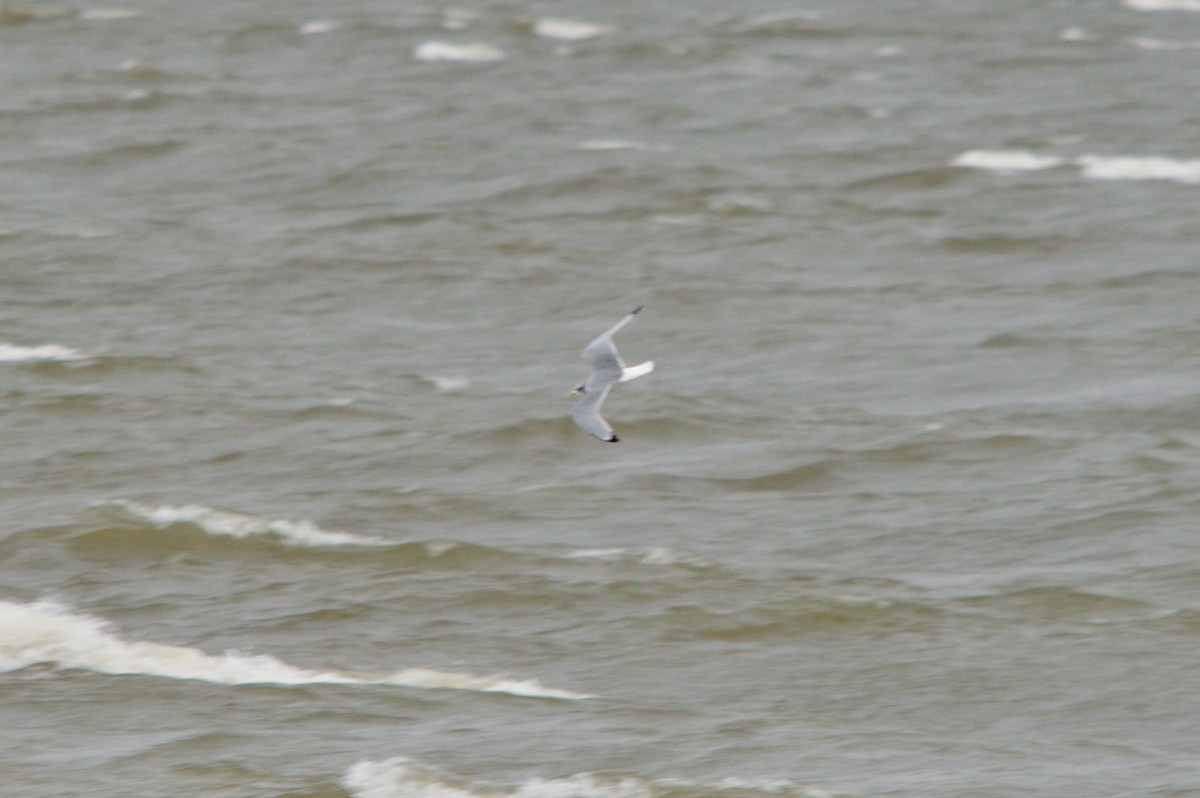 Black-legged Kittiwake - ML513860251