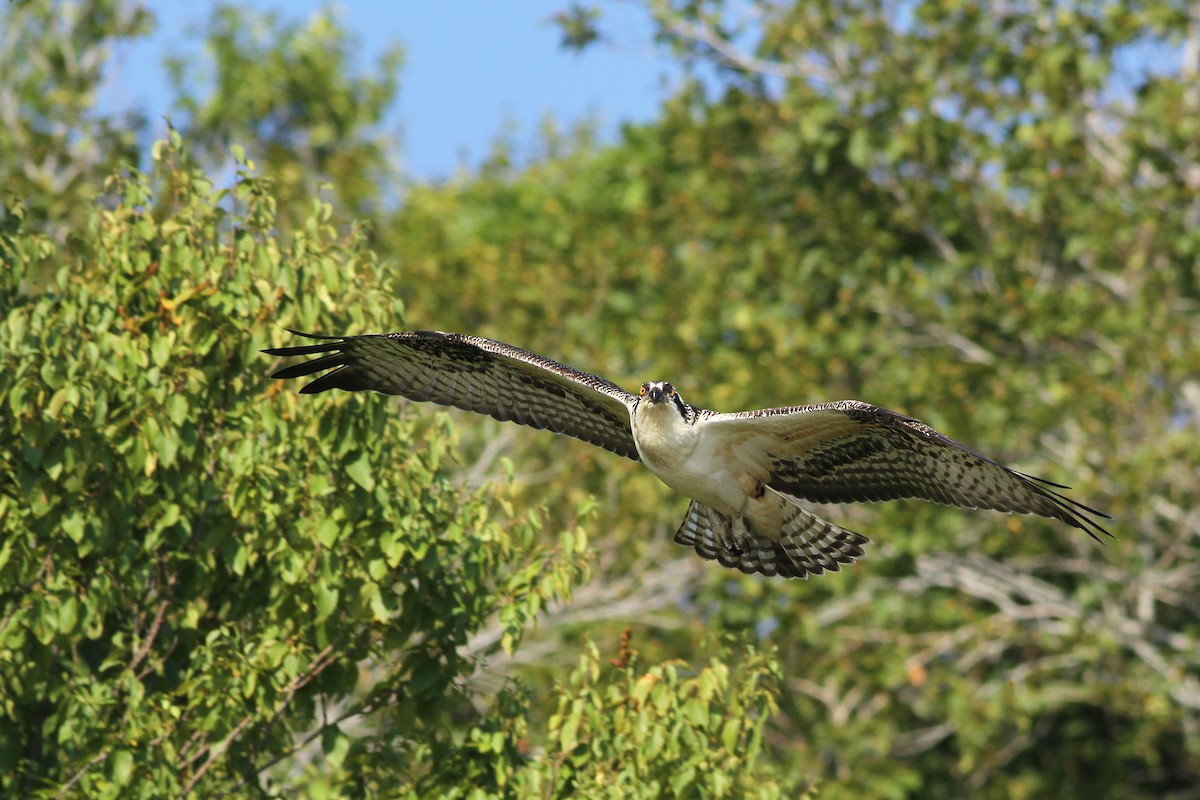 Osprey - Evan Lipton