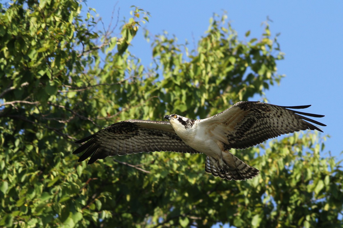 Osprey - Evan Lipton