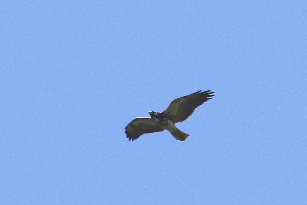 White-tailed Hawk - ML513863061