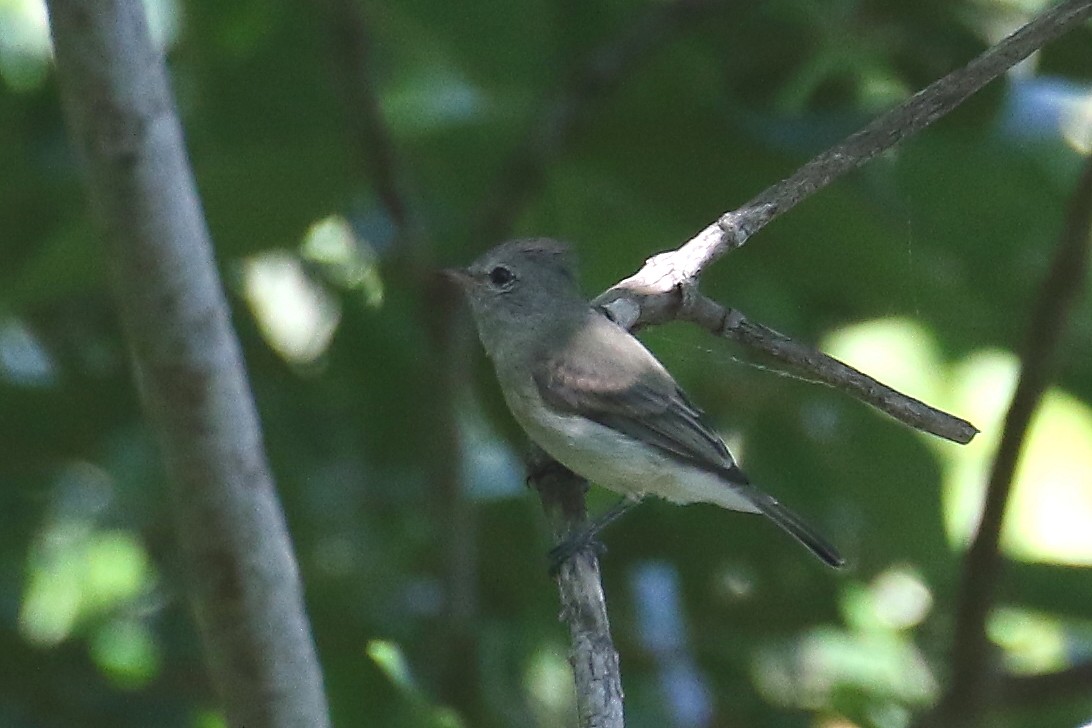 Northern Beardless-Tyrannulet - David Forsyth