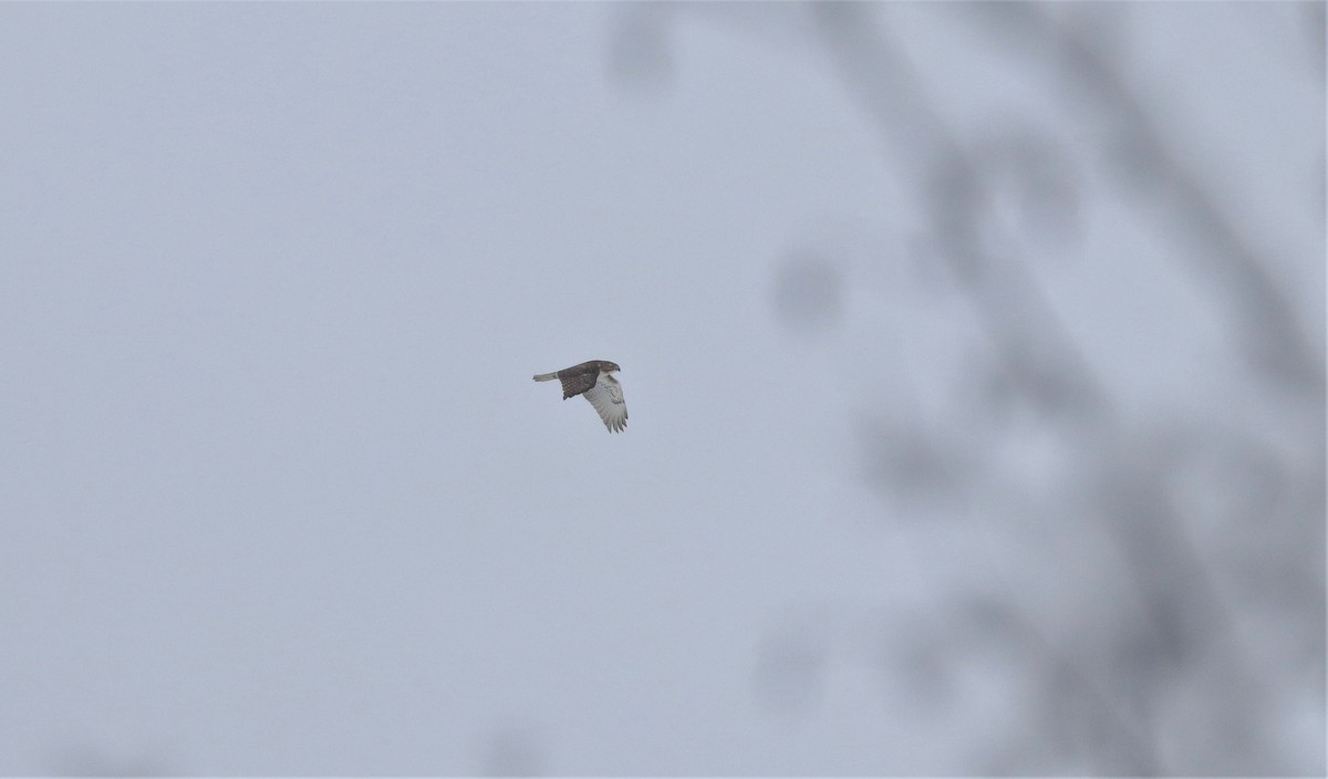 Red-tailed Hawk - ML513864041