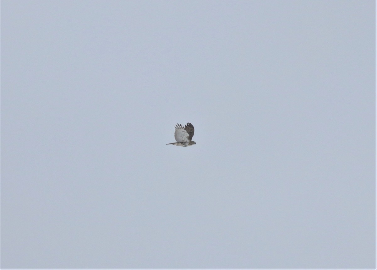 Red-tailed Hawk - ML513864051