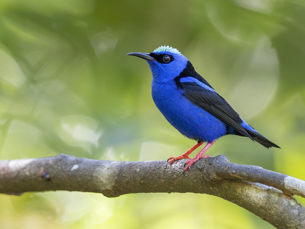 Red-legged Honeycreeper - Andres Vasquez Noboa
