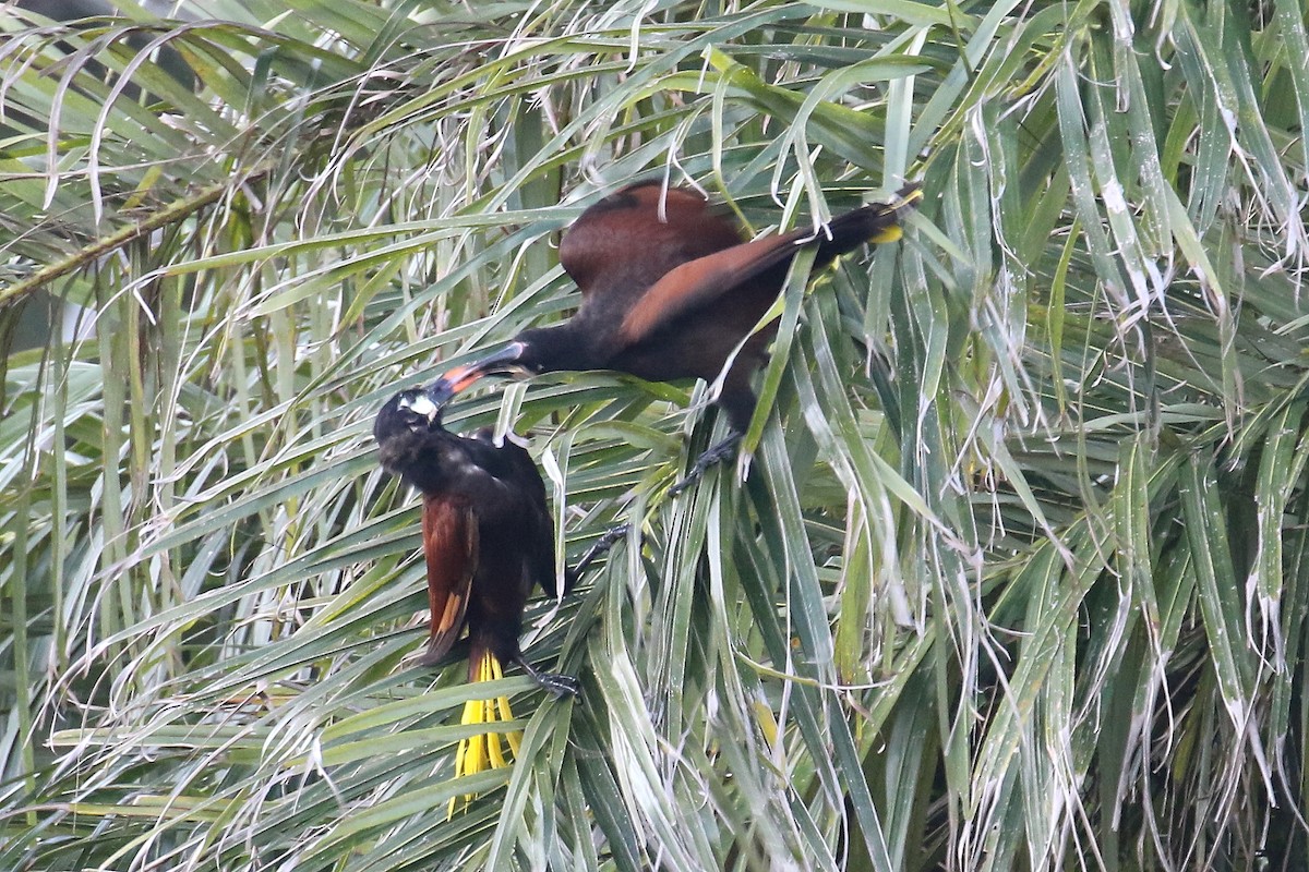 Montezuma Oropendola - David Forsyth