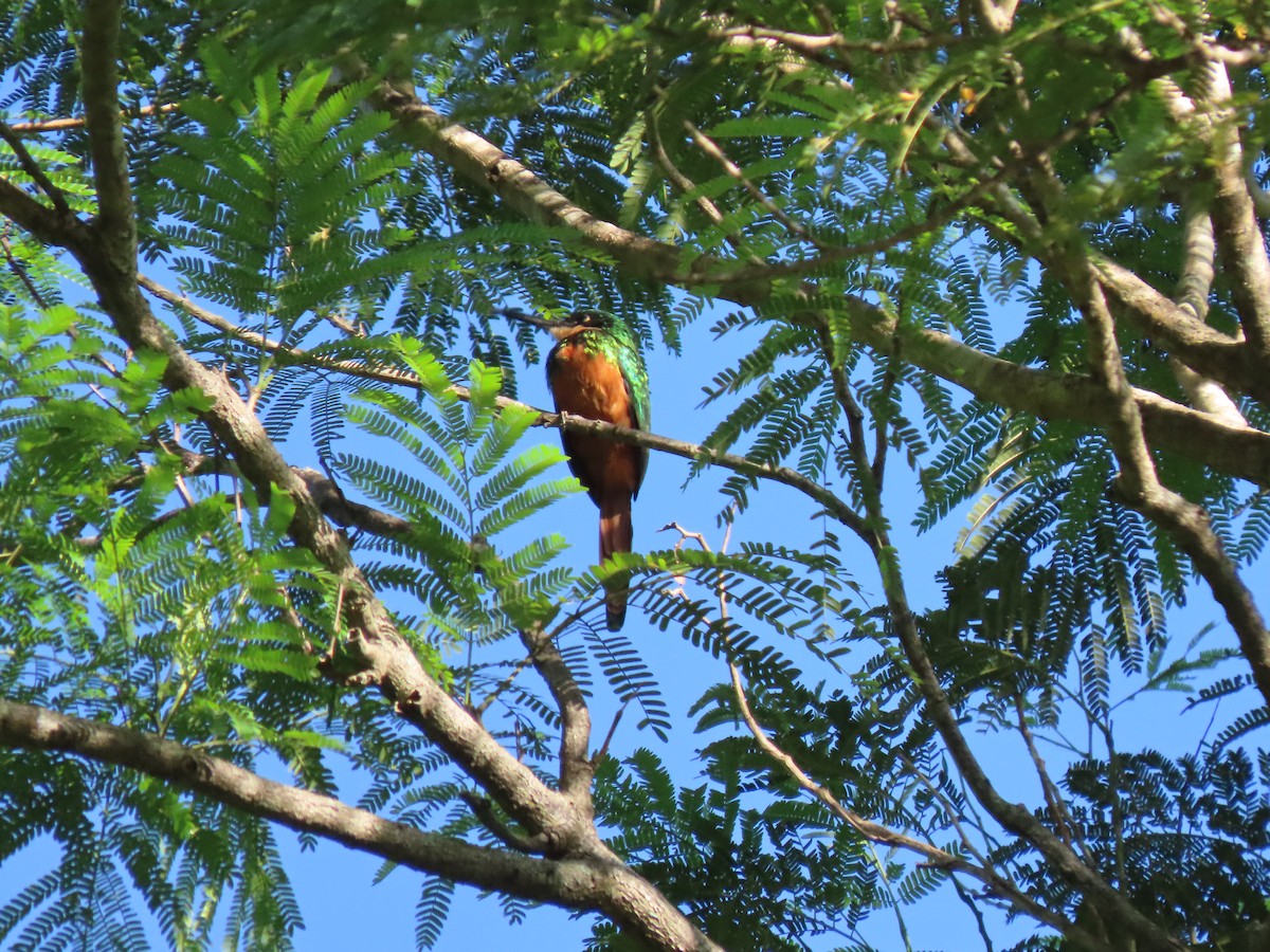 Jacamar à queue rousse - ML513864691