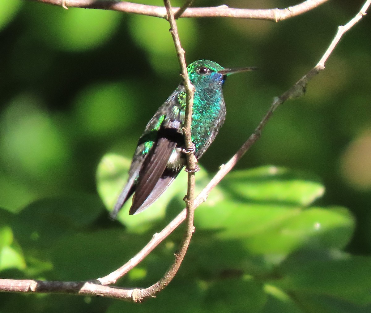 Blue-chinned Sapphire - Manuel Pérez R.