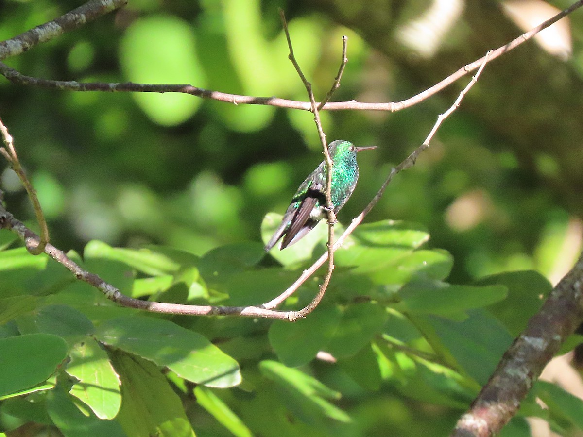 Blue-chinned Sapphire - Manuel Pérez R.