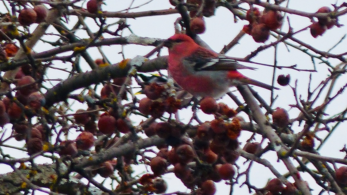 Pine Grosbeak - ML513864771