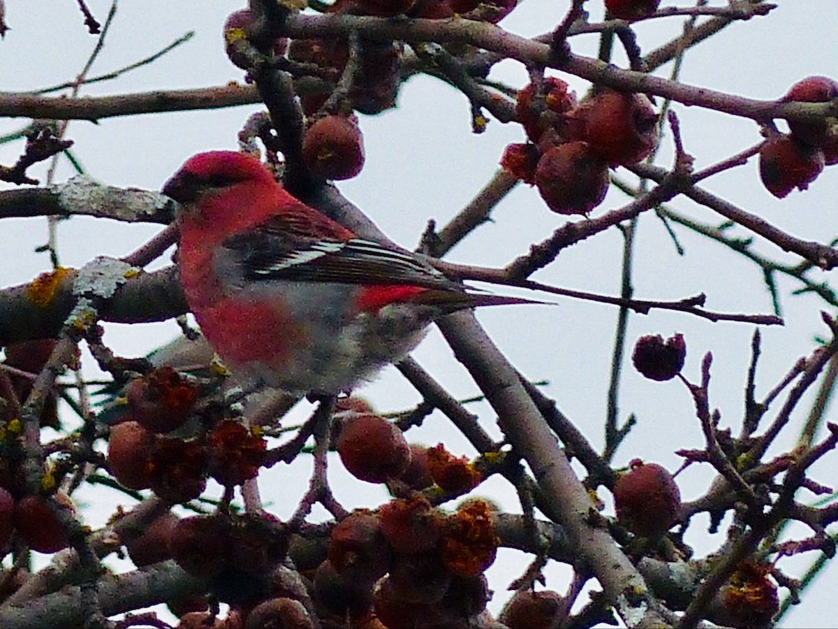 Pine Grosbeak - ML513864791