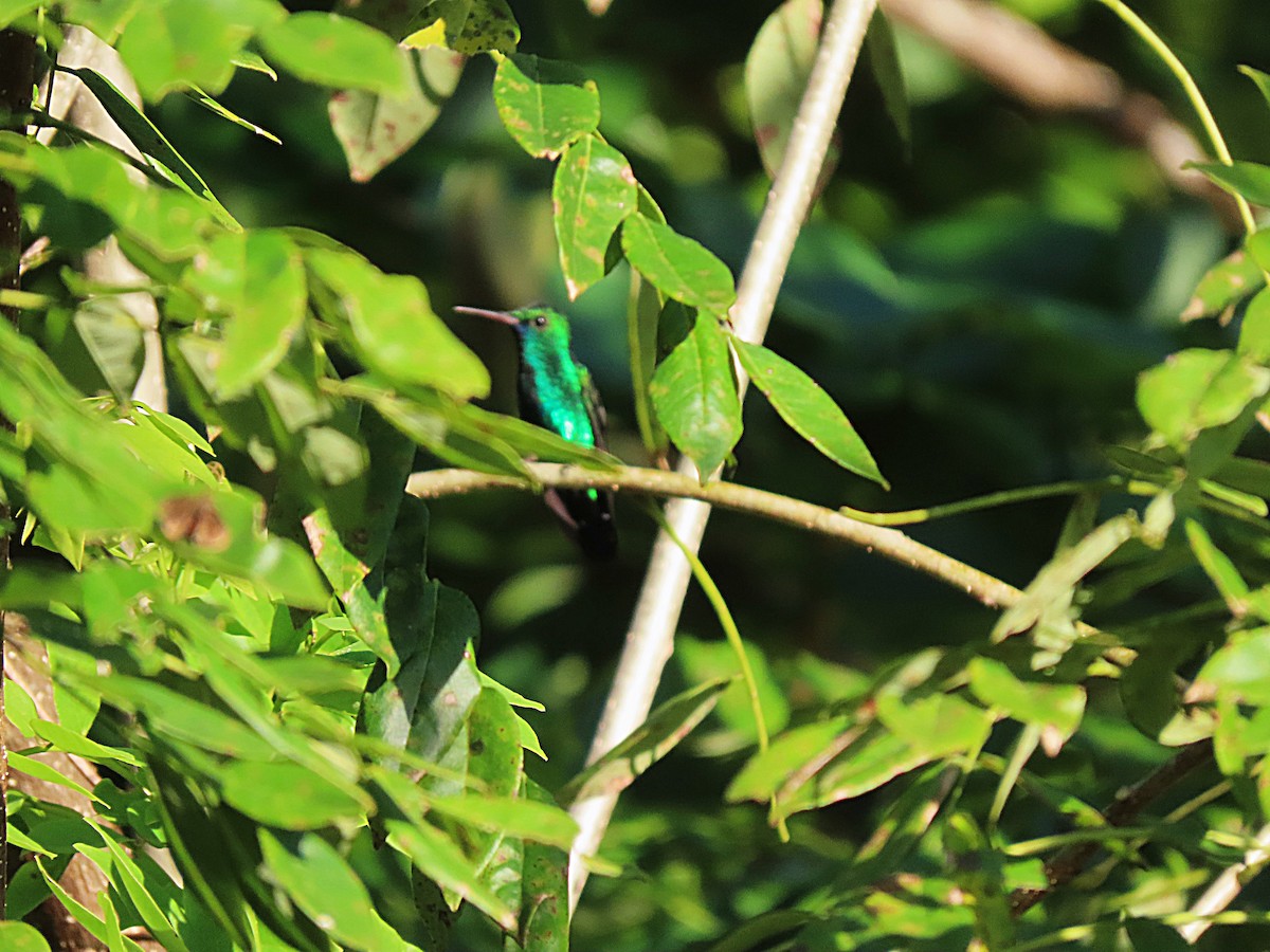 Blue-chinned Sapphire - ML513865071