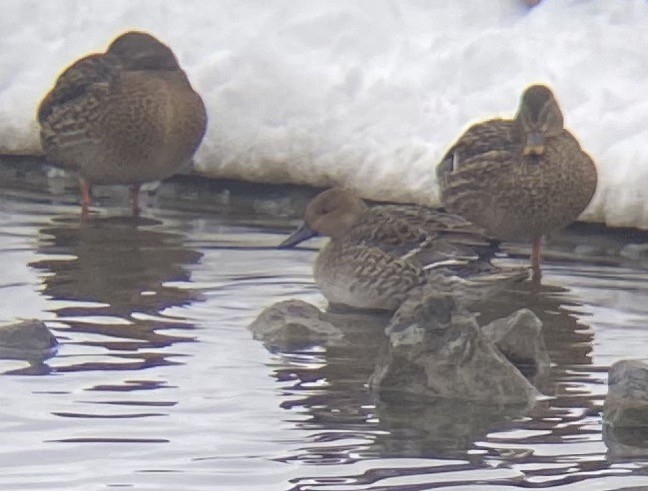 Northern Pintail - ML513865751