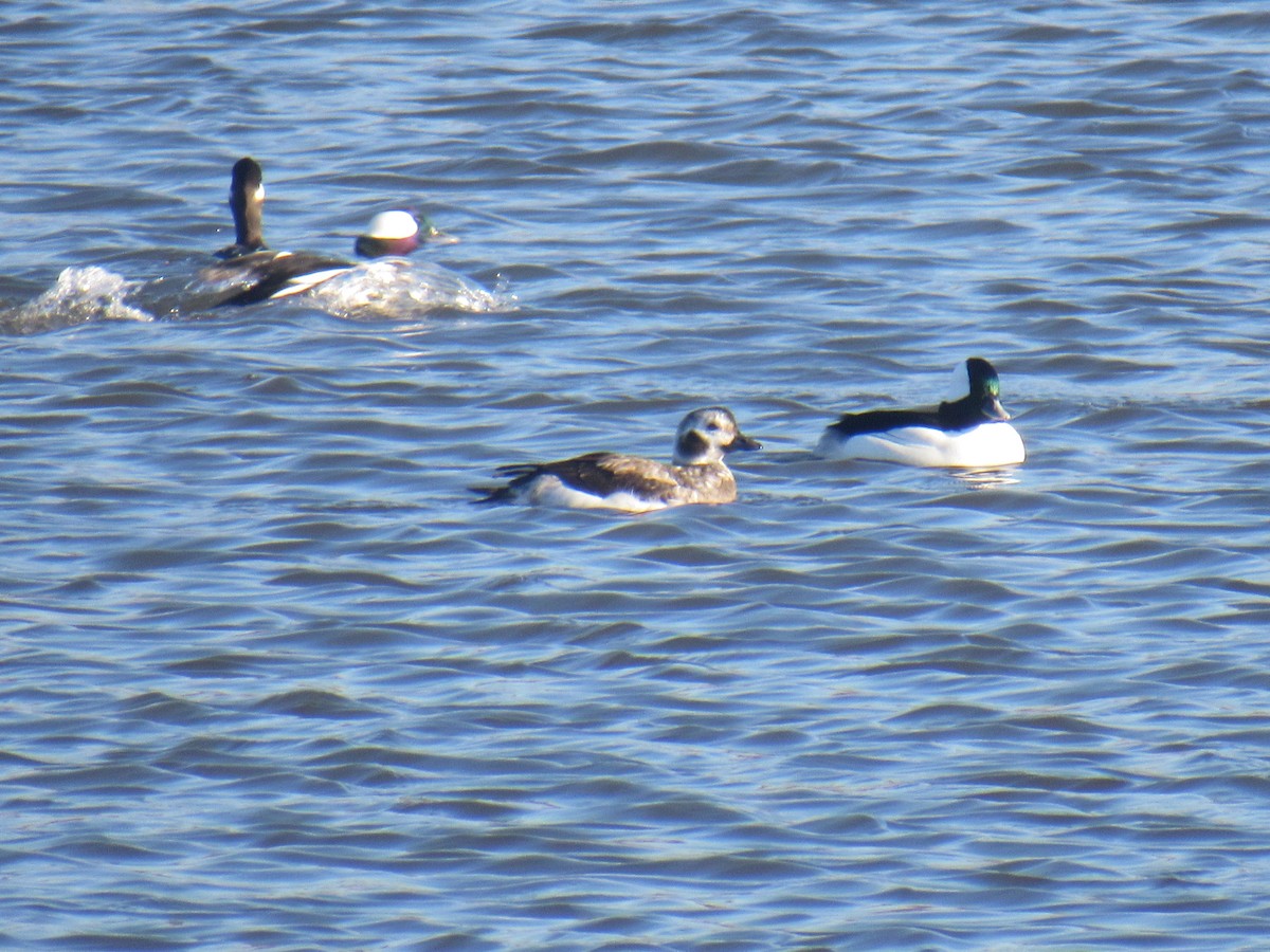 Long-tailed Duck - ML513866691