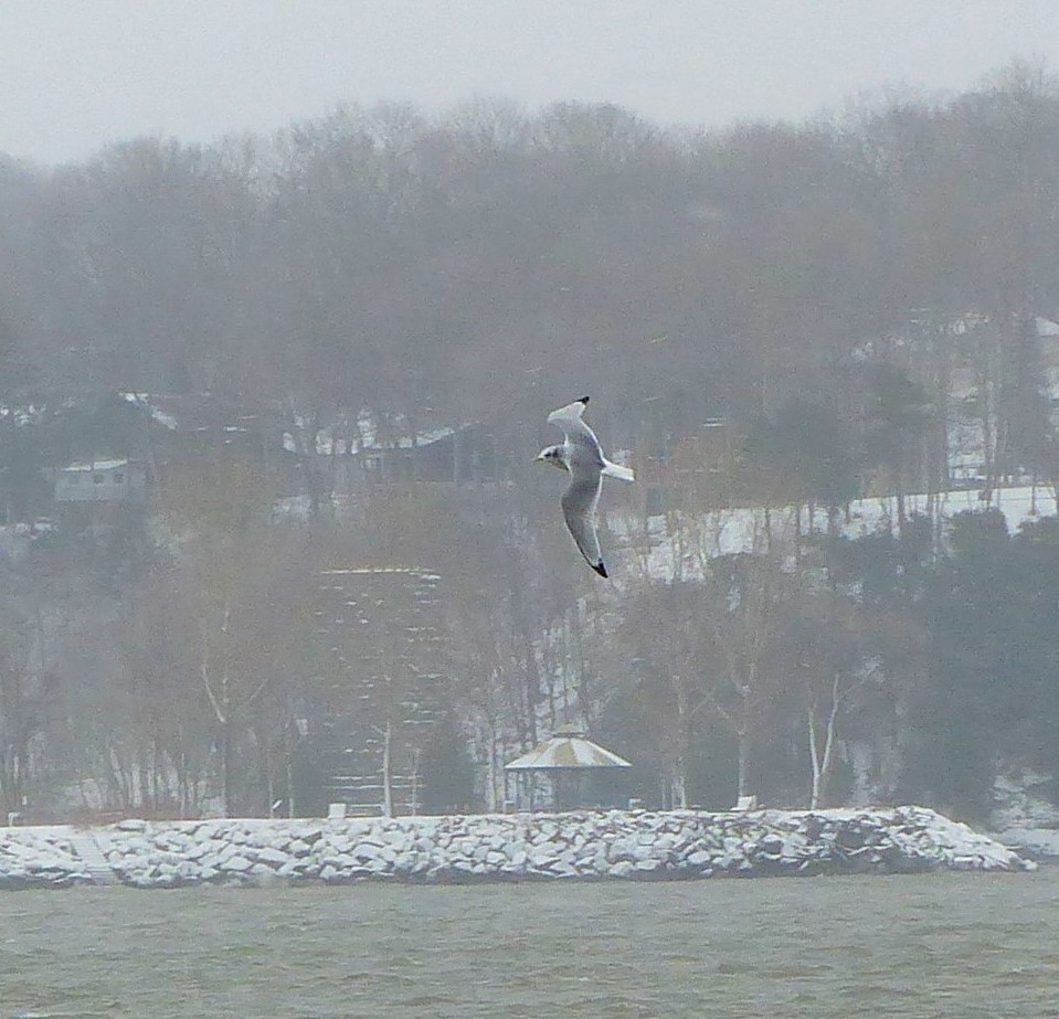 Black-legged Kittiwake - ML513866761