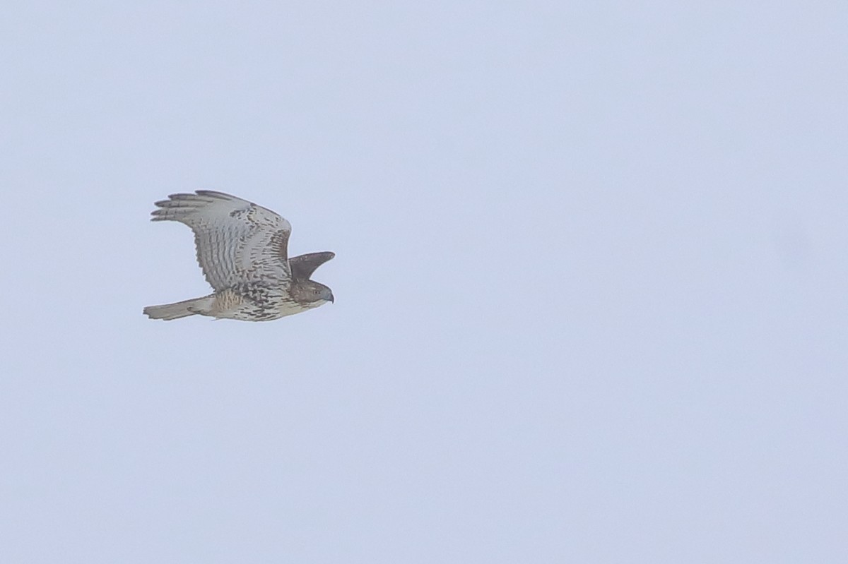 Red-tailed Hawk - ML513867051