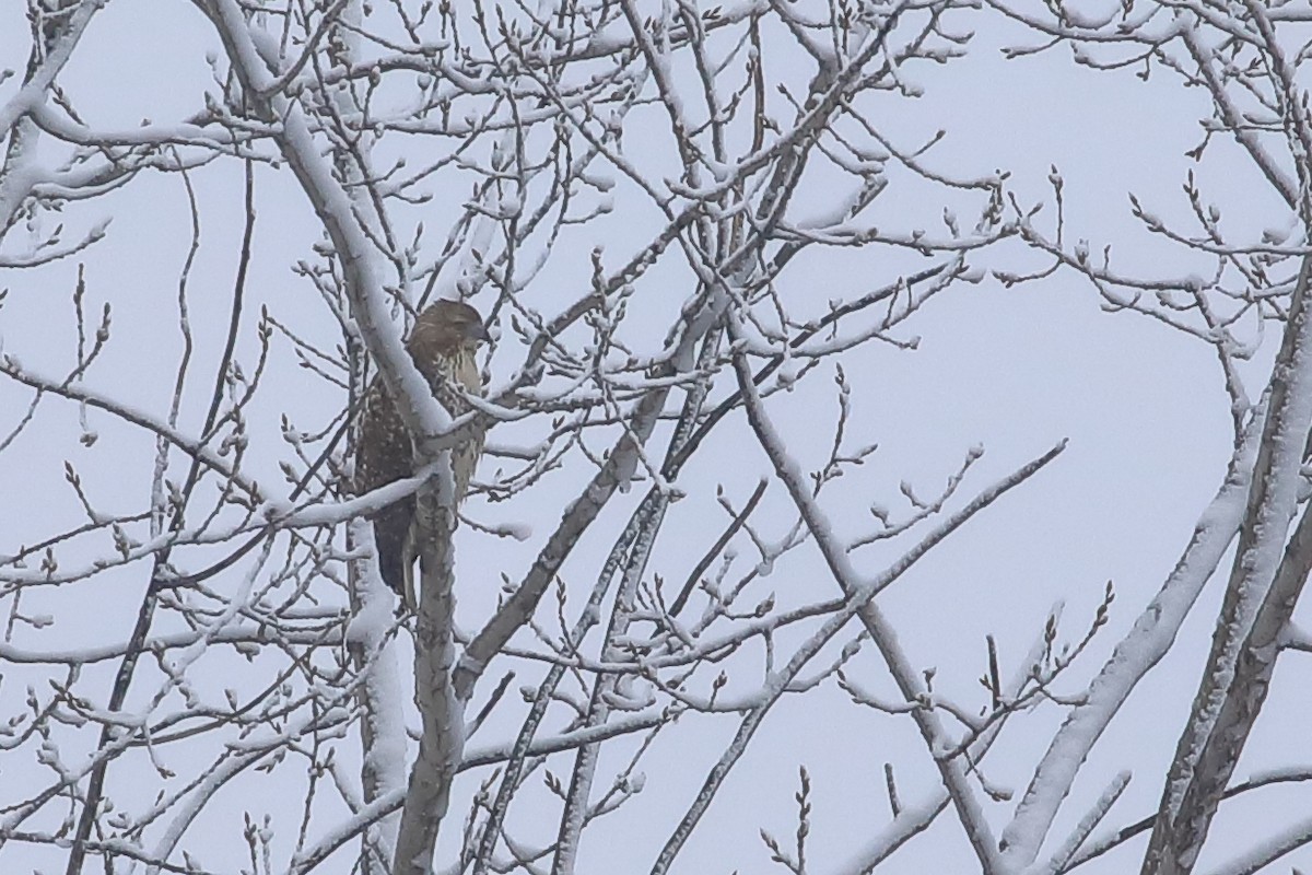 Red-tailed Hawk - ML513867061