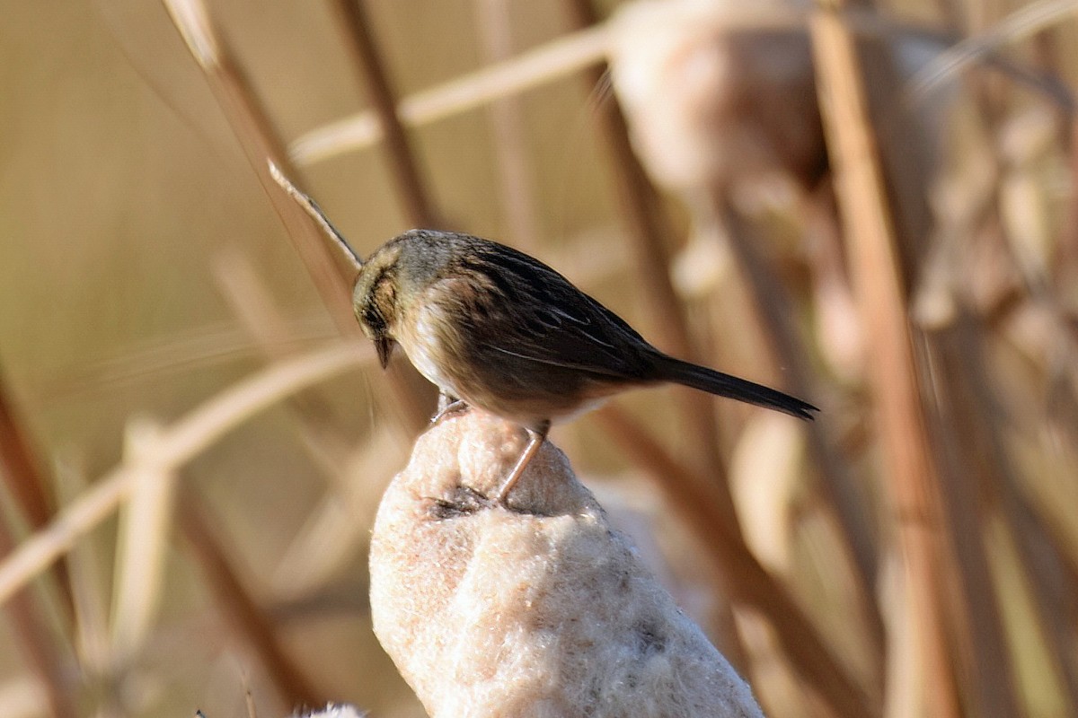 Swamp Sparrow - Charlie Myles