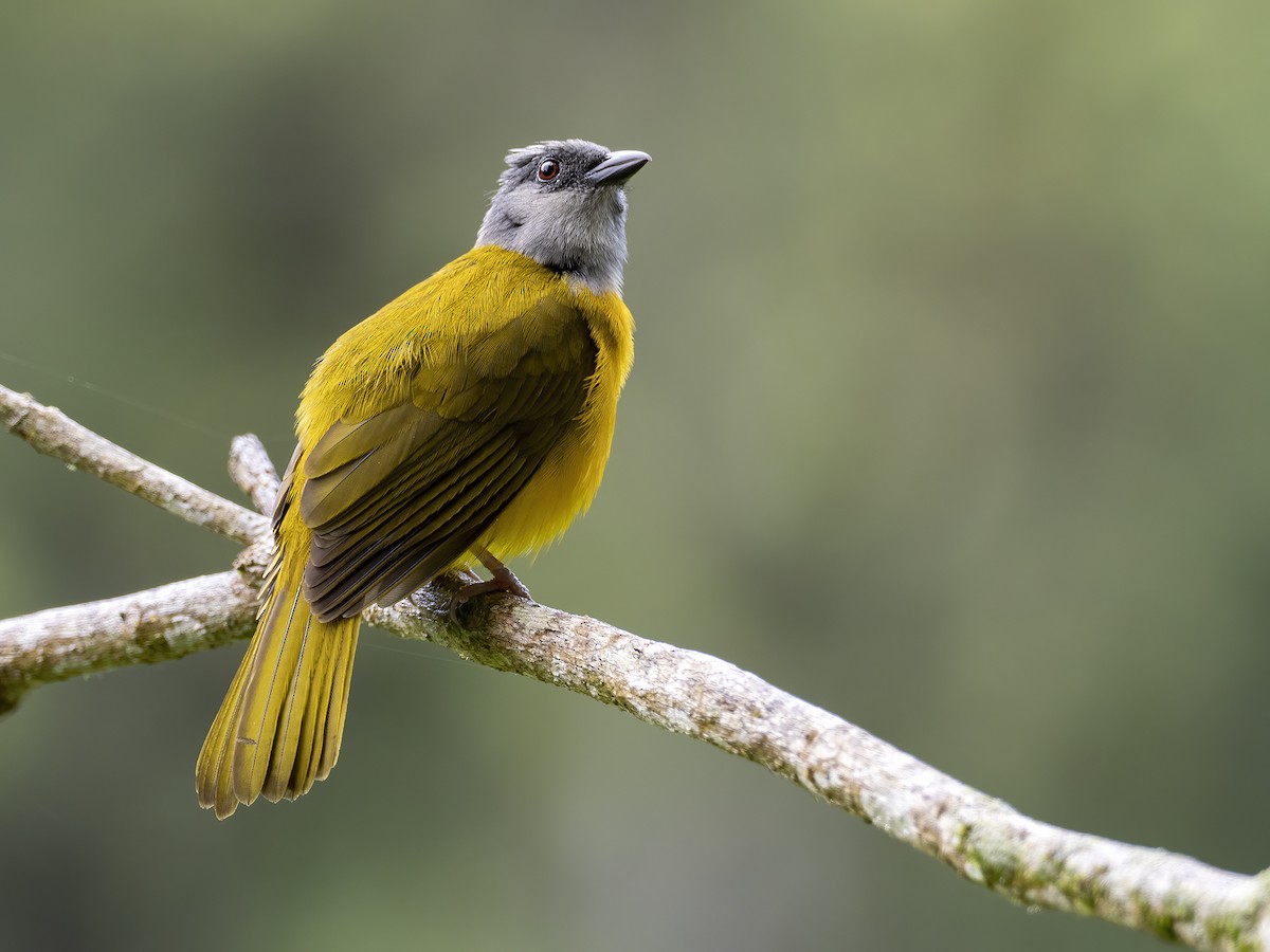 Gray-headed Tanager - ML513868771