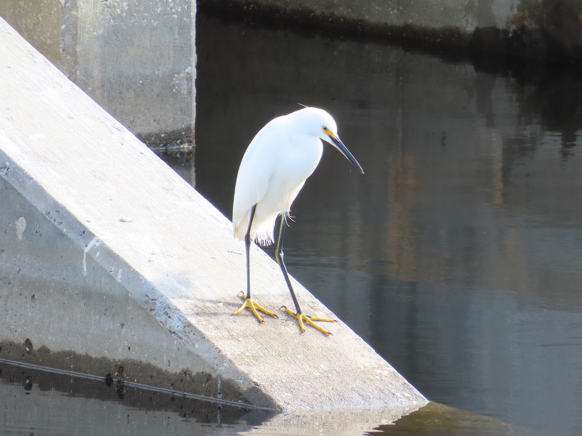 Snowy Egret - ML513869511