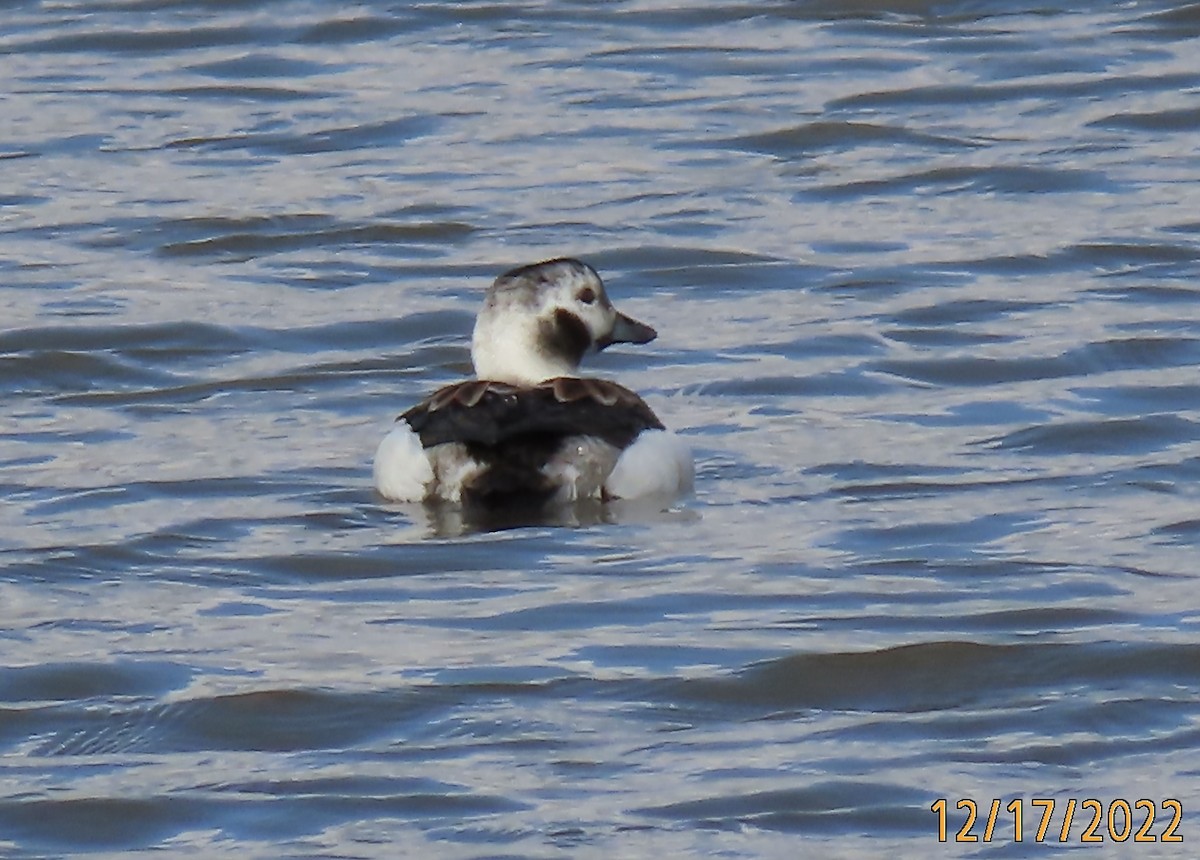 Long-tailed Duck - ML513869831