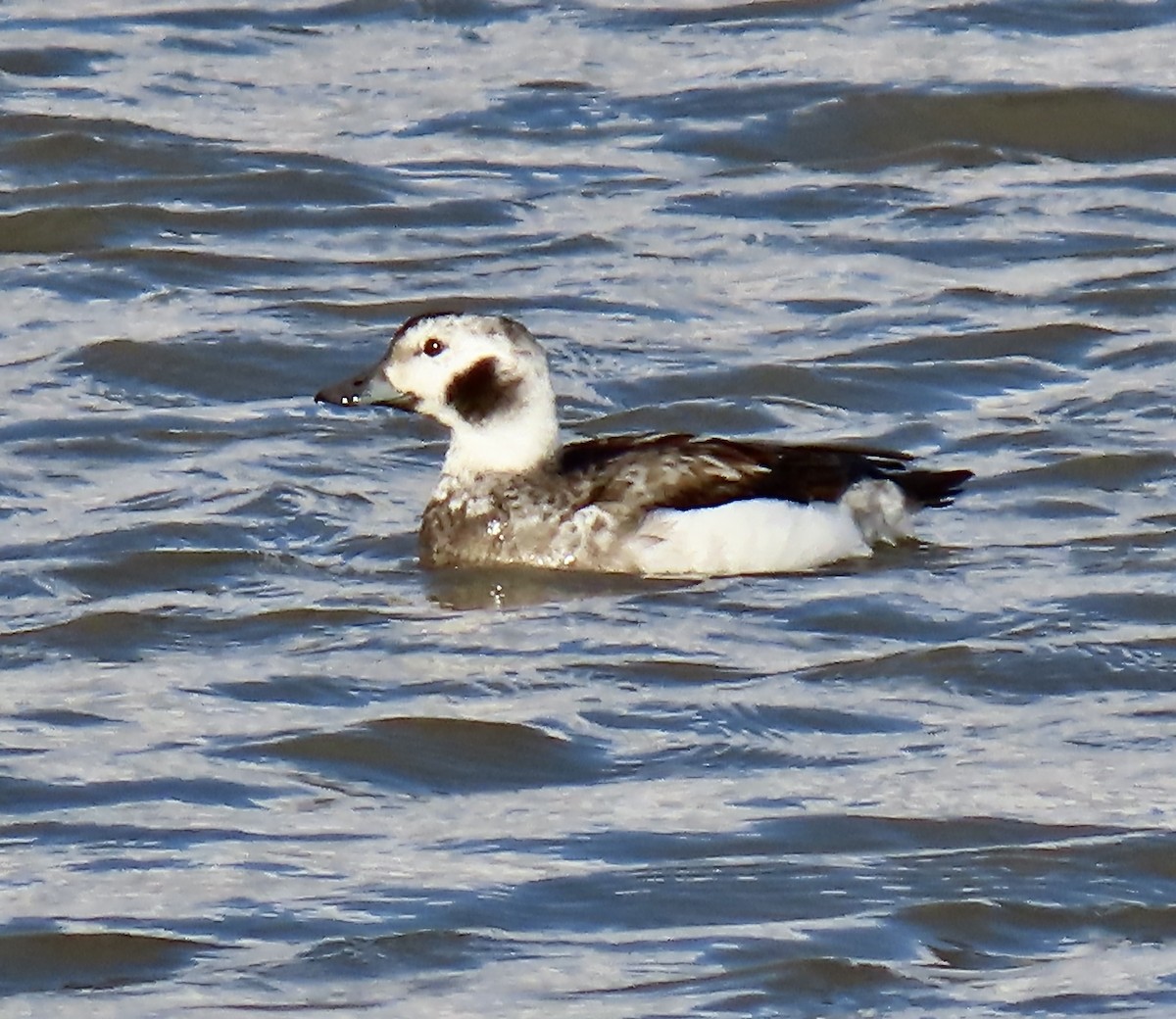 Long-tailed Duck - ML513869841