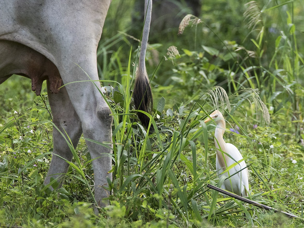 Eastern Cattle Egret - ML51387031