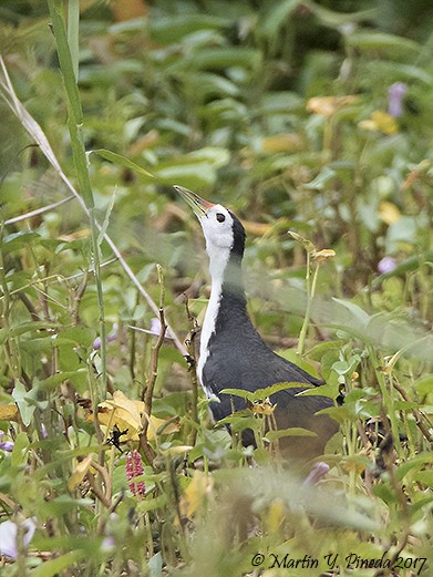 White-breasted Waterhen - ML51387071