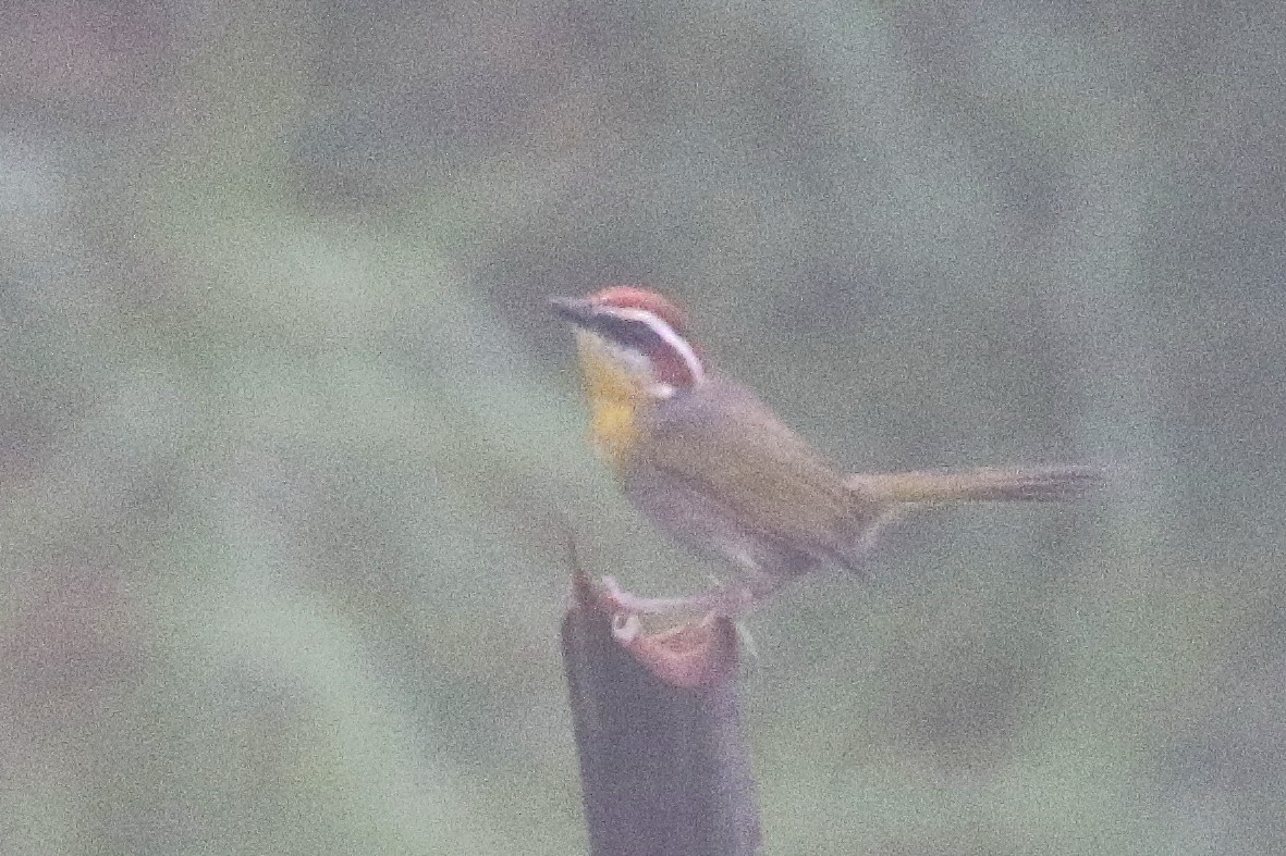 Rufous-capped Warbler - David Forsyth