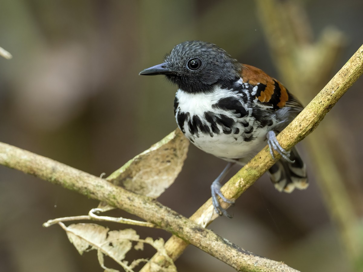 Spotted Antbird - Andres Vasquez Noboa