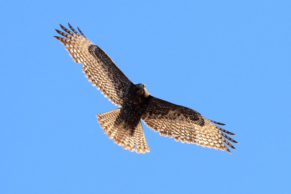 Red-tailed Hawk (Harlan's) - ML513872271