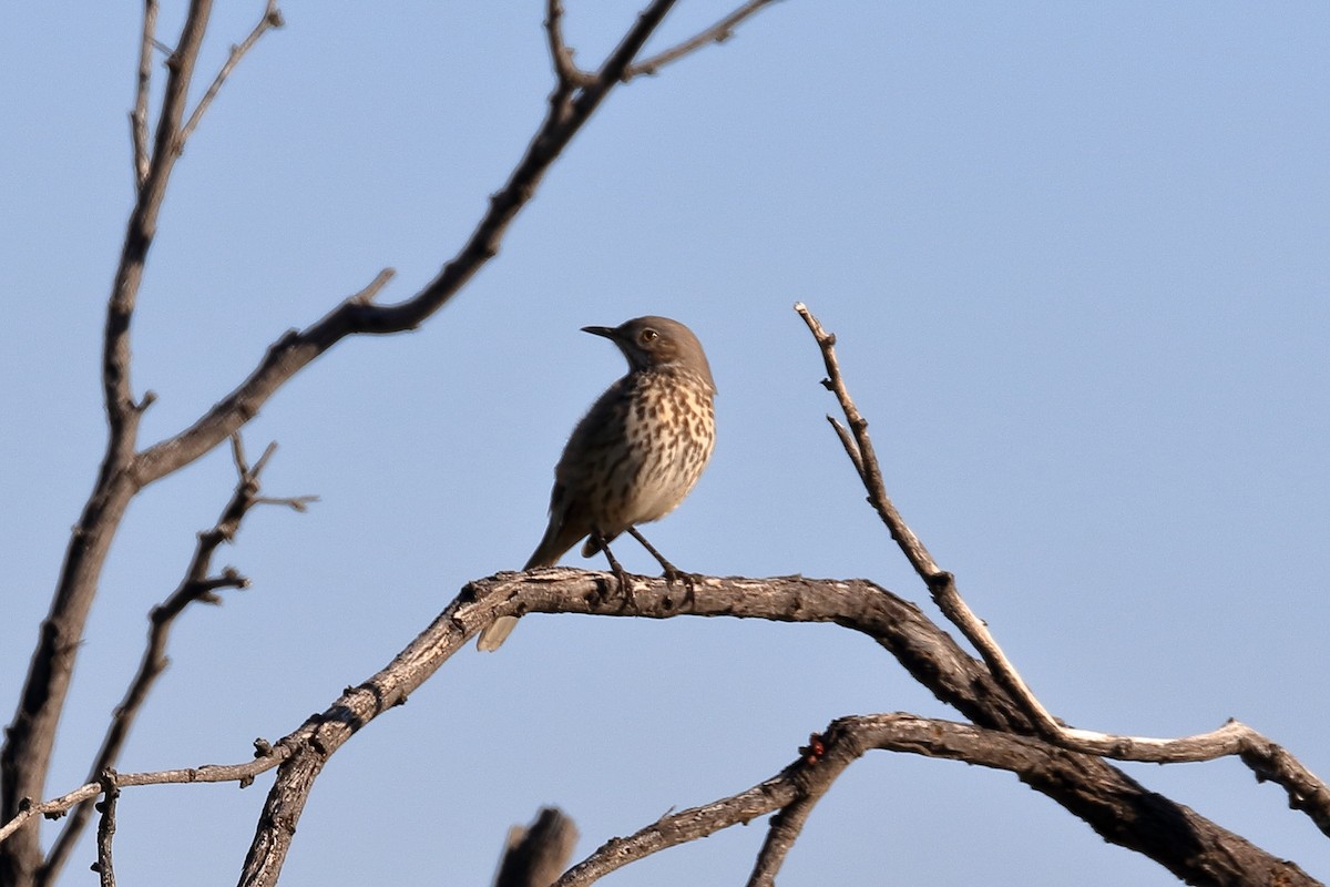 Sage Thrasher - ML513872371