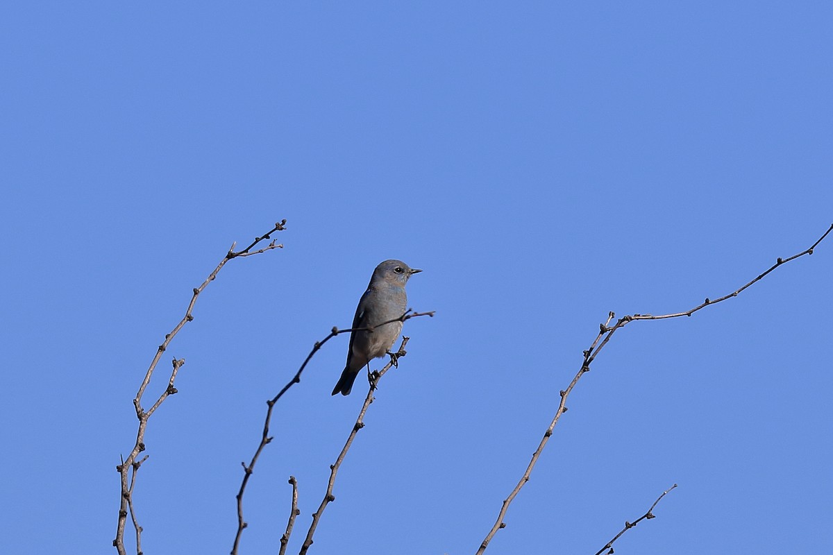 Mountain Bluebird - ML513872451